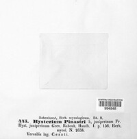Lophodermium pinastri image